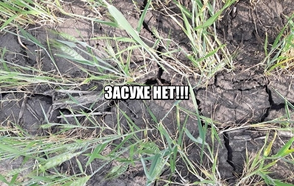 Представляем вам результат опыта с препаратом тоже из разряда гуматов