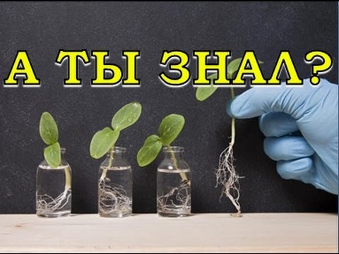 В ЧЕМ СЕКРЕТ БИОСТИМУЛЯТОРОВ? Действие гуматов на растения подобно действию витаминов на животные организмы.