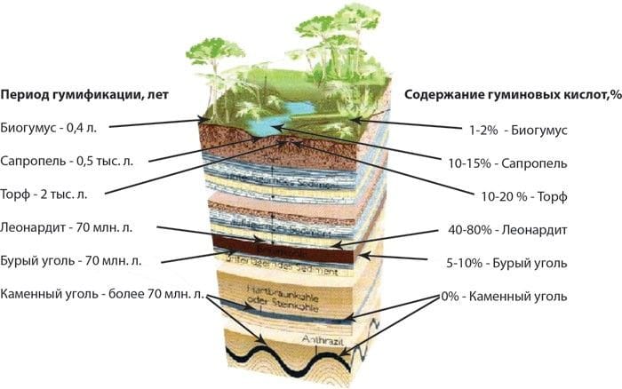 Кратко о действии гуминовых веществ 